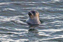 За нами следят....